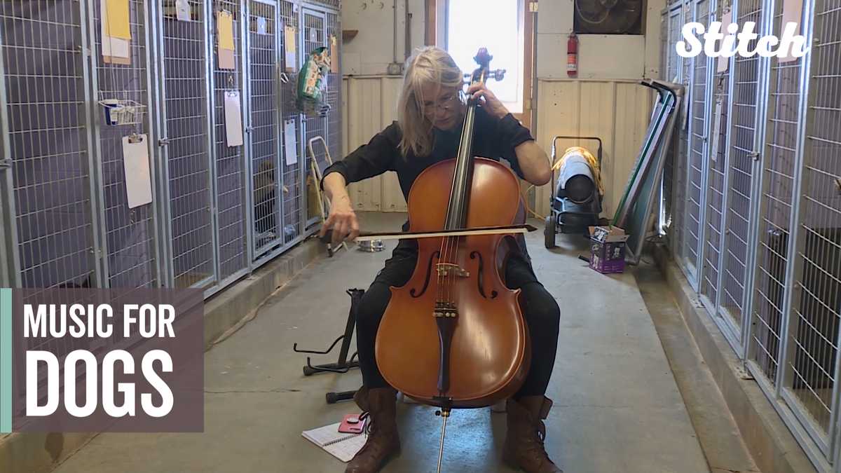 Musician brings unique volunteering approach to animal shelter