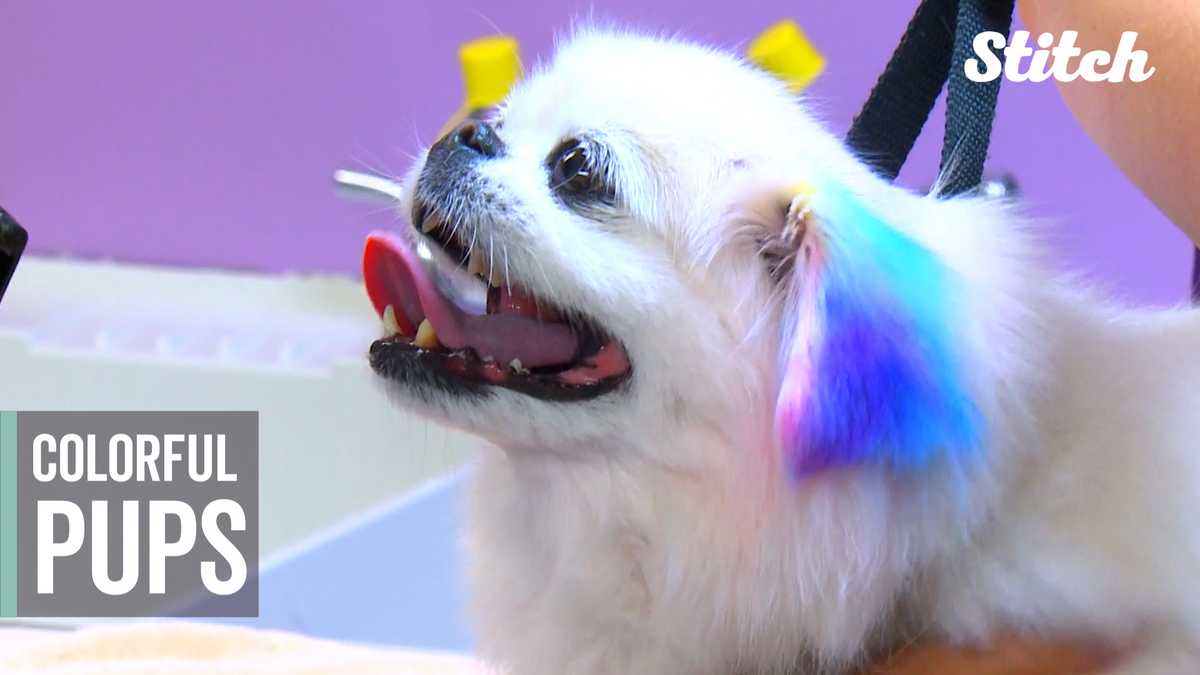 Dog groomers find a funky and colorful new way to style pups