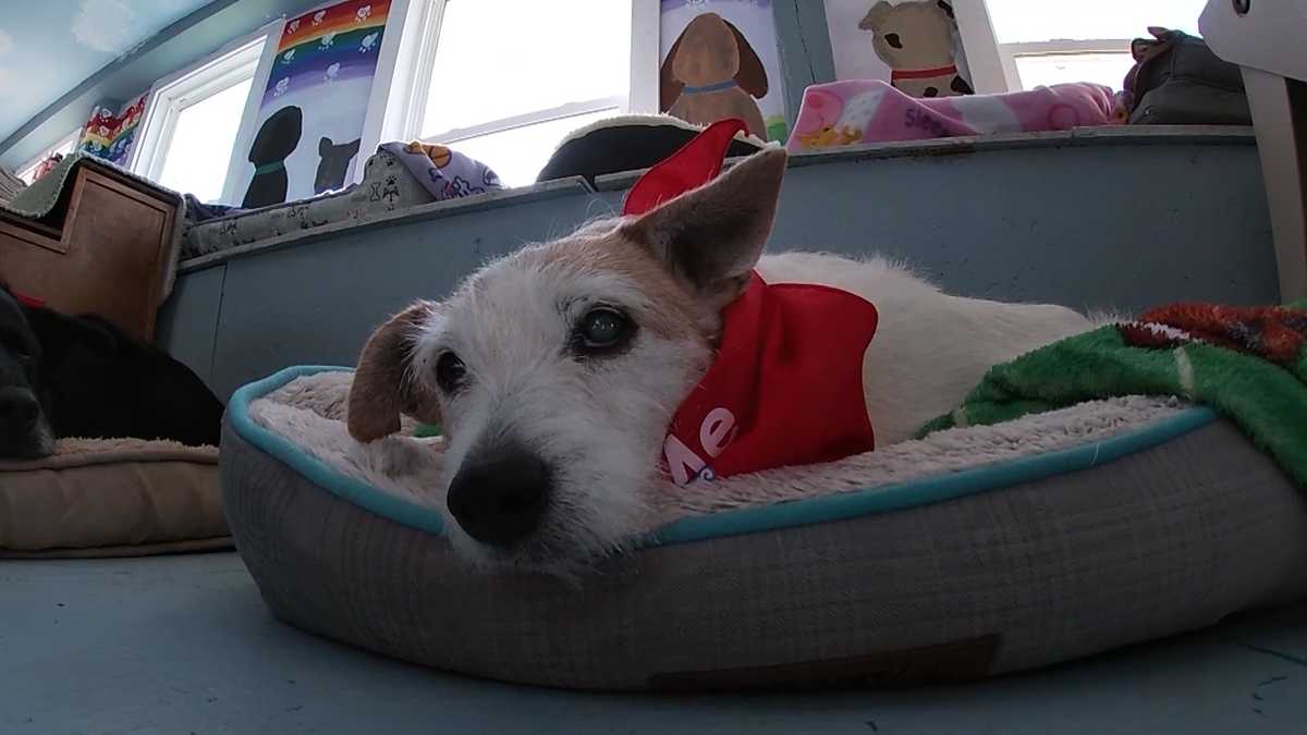 Sanctuary gets older dogs out of the shelter and into a homelike