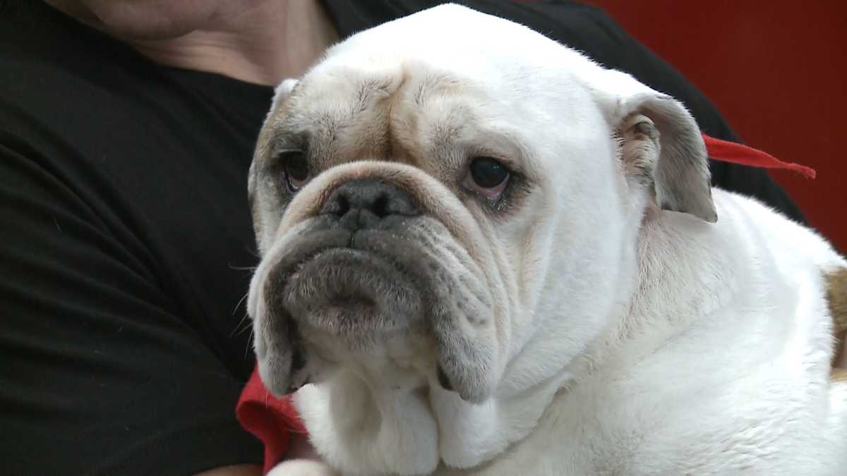 Bulldog rescued from icy lake reunited with firefighters who saved him