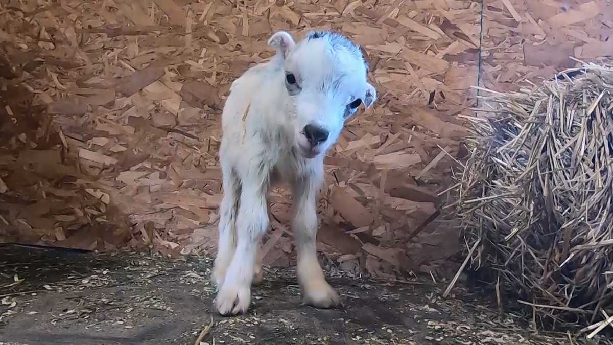 He goat this Abandoned baby goat named Ricky on road to recovery