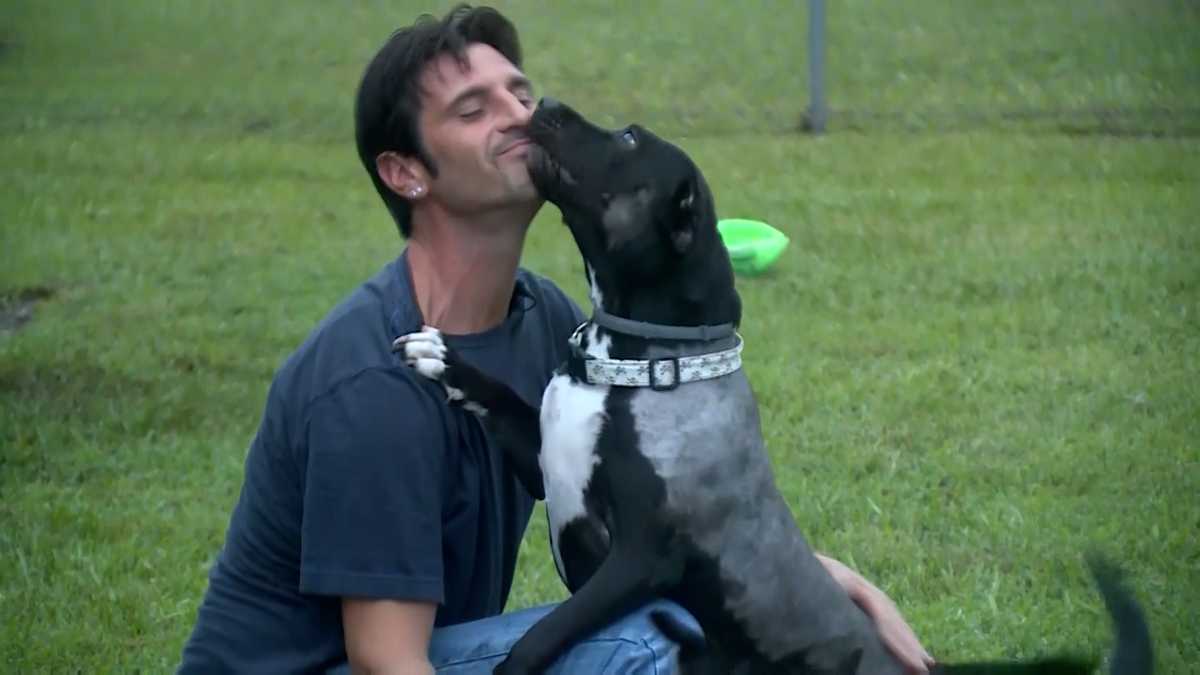 Dog taken away from abusive owner after video goes viral