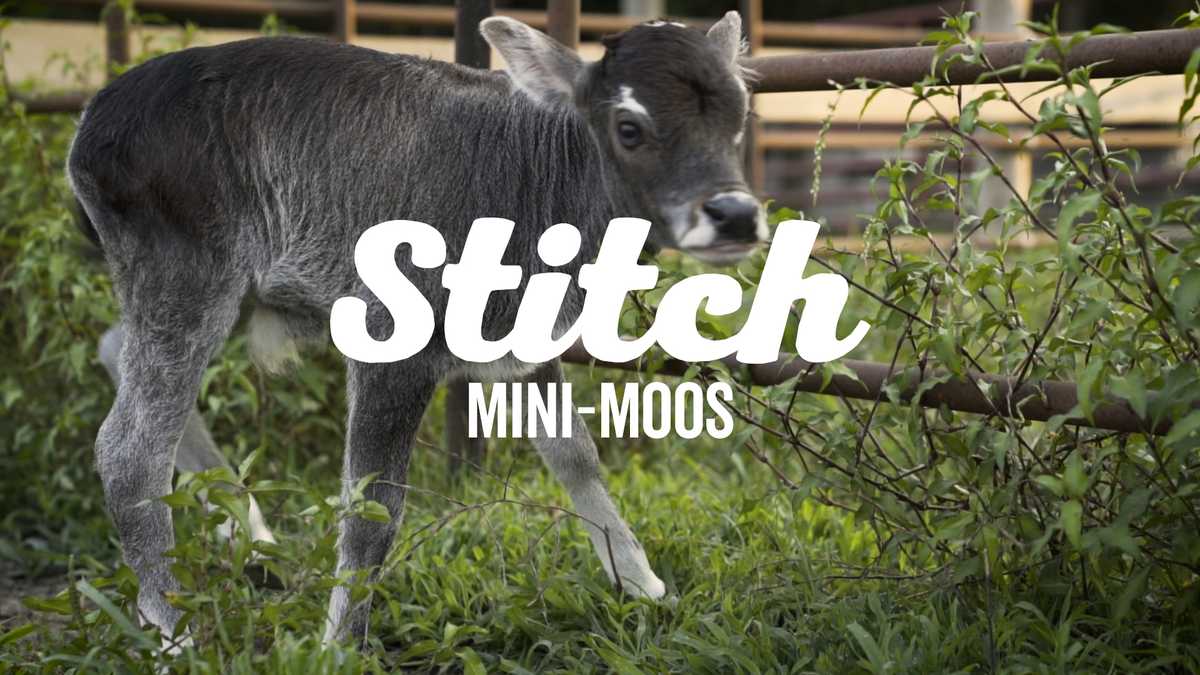 Iowa man specializes in minimoos