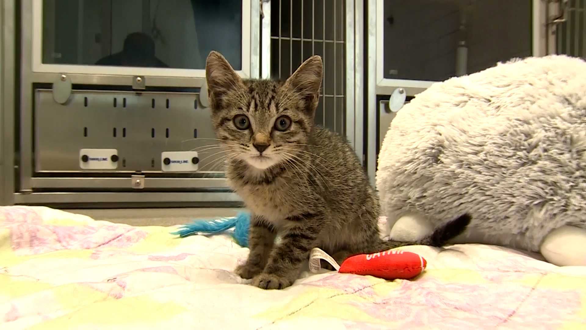 Kitten’s life saved with an Uber ride