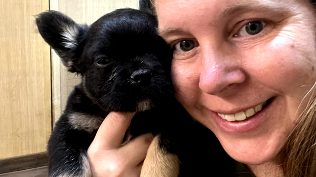 Georgia: Family's French bulldog puppy stolen during dog show - Vimarsana News