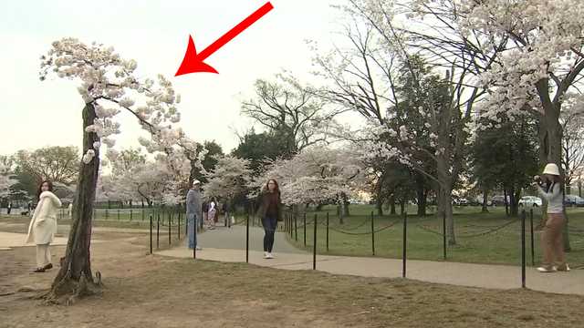 Cherry tree dubbed 'Stumpy' getting loads of attention - Vimarsana News