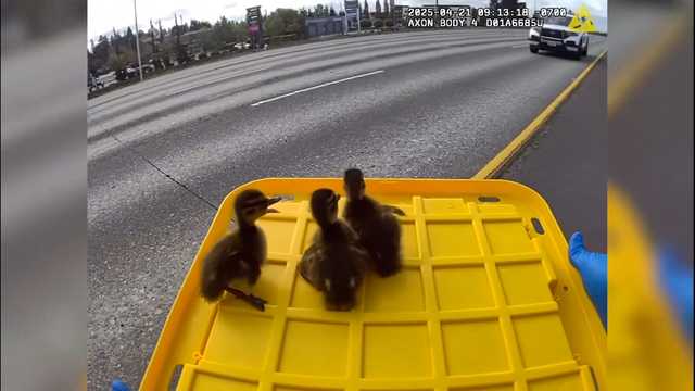 Creative rescue: Trooper saves ducklings with storage bin lid