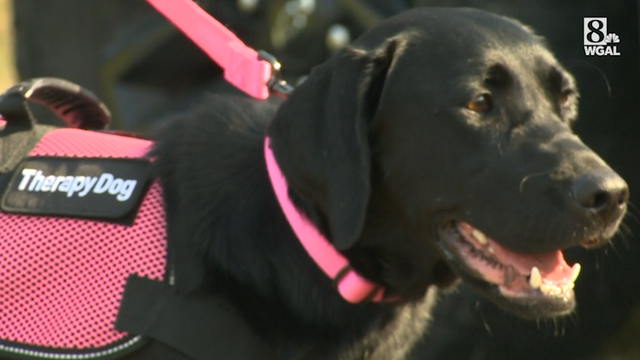 Therapy dog joins York County police force - Vimarsana News