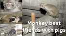 Monkey missed pig friends, traveled miles to find more