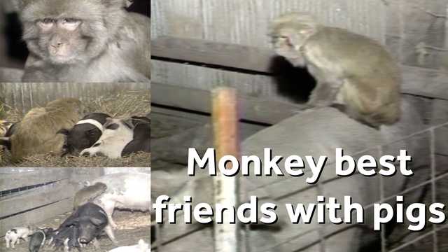 Monkey missed pig friends, traveled miles to find more - Vimarsana News