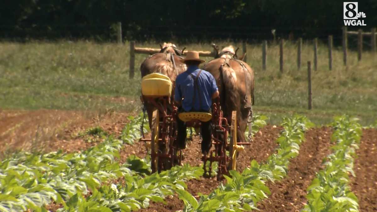 Tobacco remains a significant cash crop in Pa.