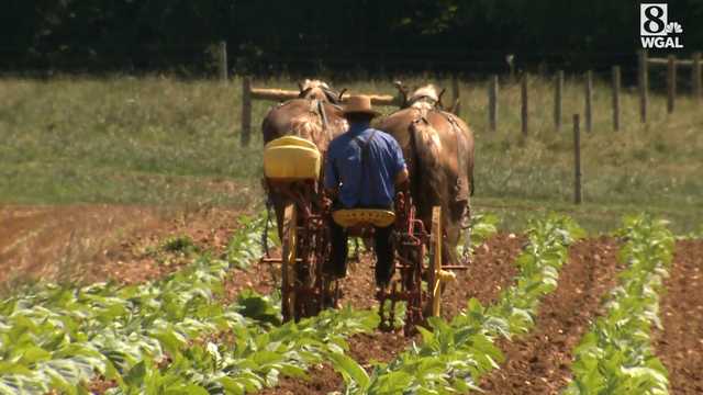 Tobacco remains a significant cash crop in Pa