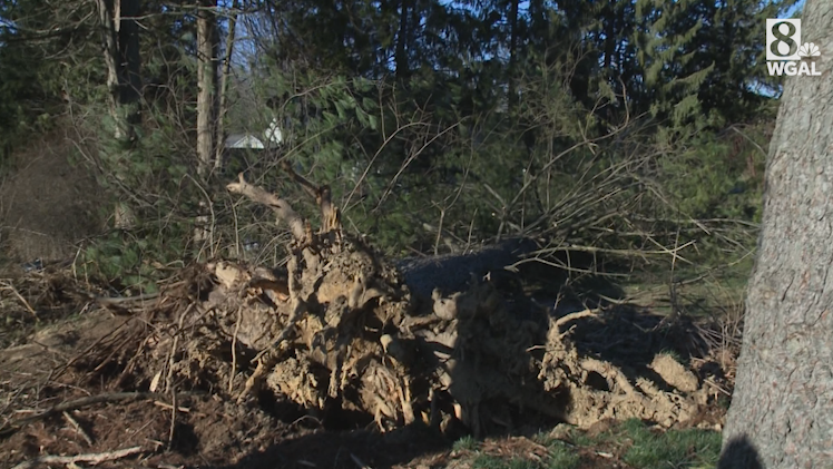 How to prevent trees from falling during storms - Vimarsana News