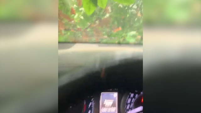 VIDEO: Tree falls and nearly falls on driver in Ben Lomond 
