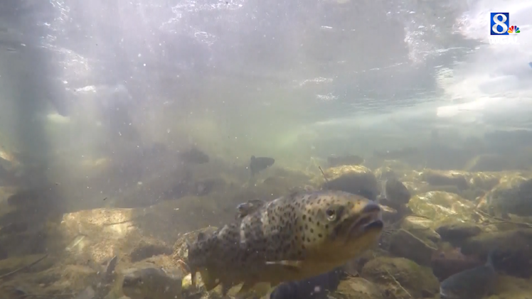 Pennsylvania streams, lakes being stocked with trout