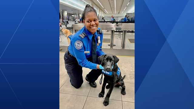 Guide dogs in training get acclimated to airport security - Vimarsana News