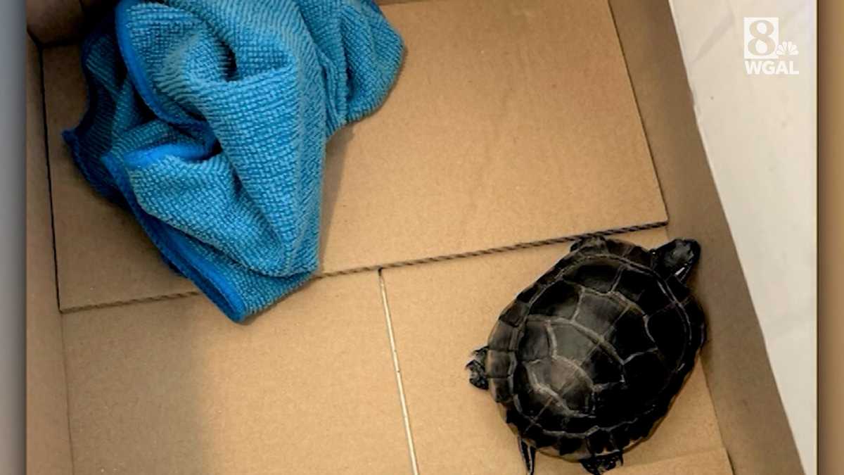 Pa. man caught with turtle in pants at Newark airport, officials say
