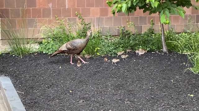WATCH: Family of turkeys take up residence outside high school - Vimarsana News