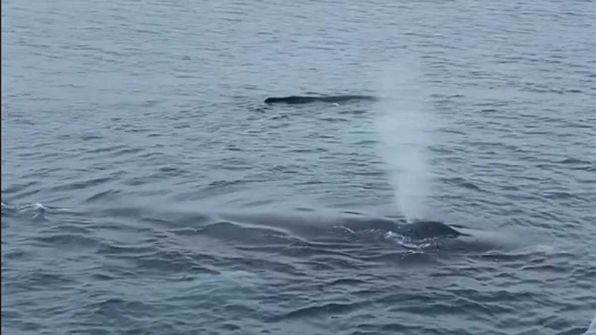 Humpback whales caught on video off Seabrook, New Hampshire