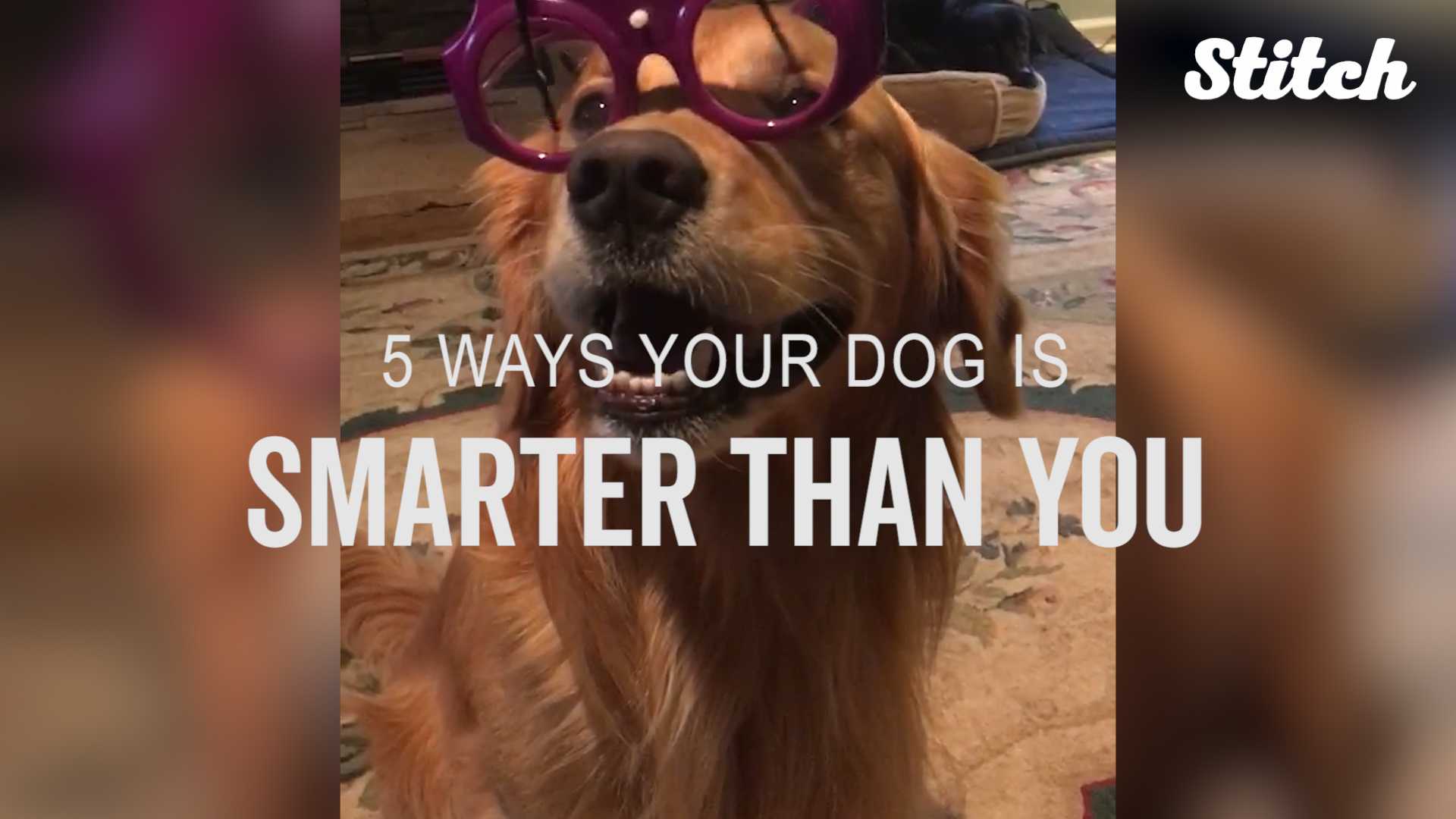 can dogs be smarter than humans