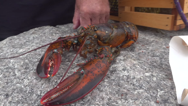 Passy Pete the lobster says winter will arrive early in Maine - Vimarsana News
