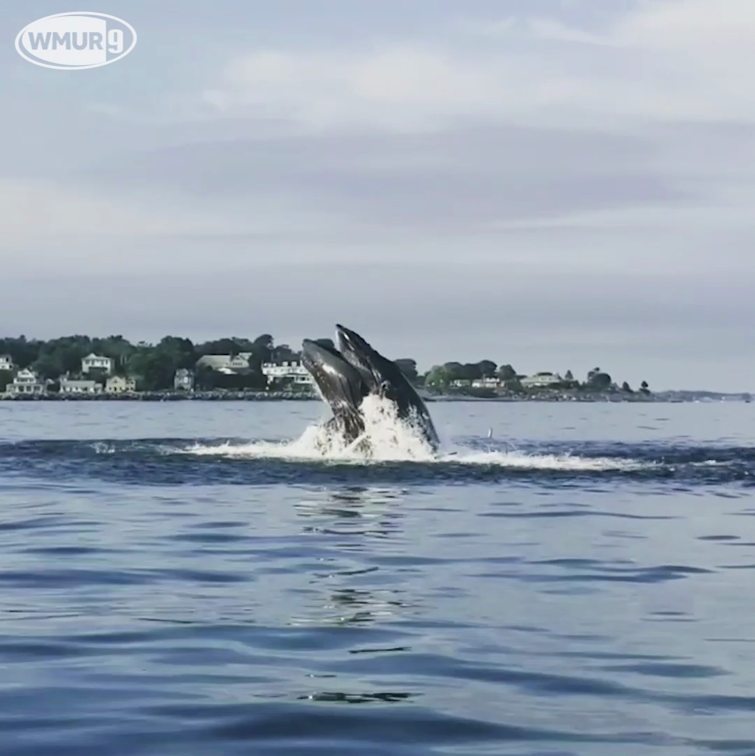 Video: Humpback Whale Spotted Off The Coast Of Hampton