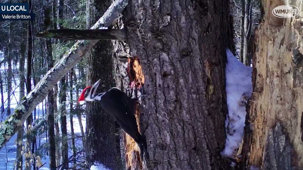 Pileated Woodpecker and Northern Flicker spotted in Deerfield