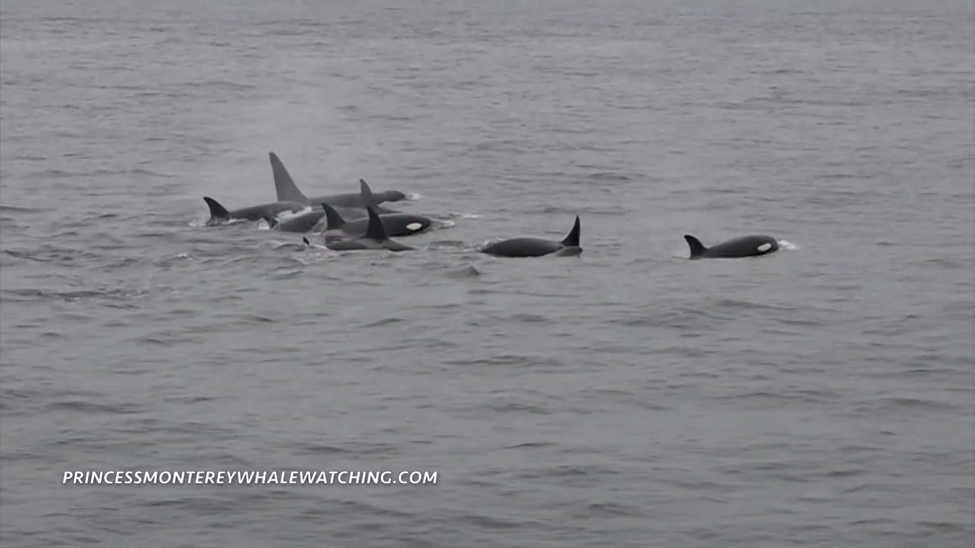 VIDEO: Large Group Of Orcas Spotted Off California Coast