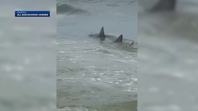 Hilton Head: Shark swims close to shore - Vimarsana News