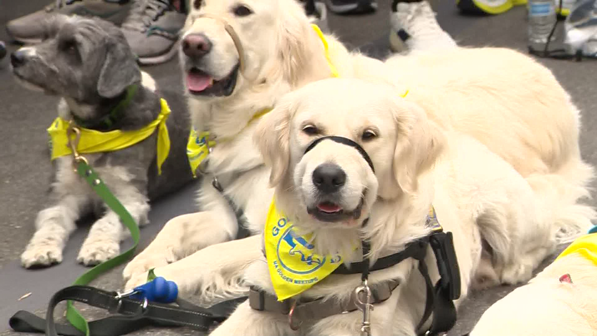 Golden Retrievers cross Boston Marathon finish line