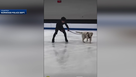 Comfort dog glides on ice, bringing comfort to grieving skaters