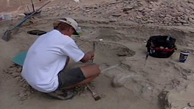 What do you get when you mix a landfill and volunteers? A dino-mite discovery of 780,000-year-old fossils!