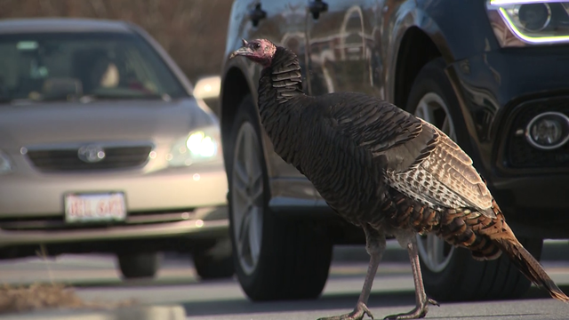 Turkey trouble: Bird causing traffic fowl on Massachusetts route - Vimarsana News