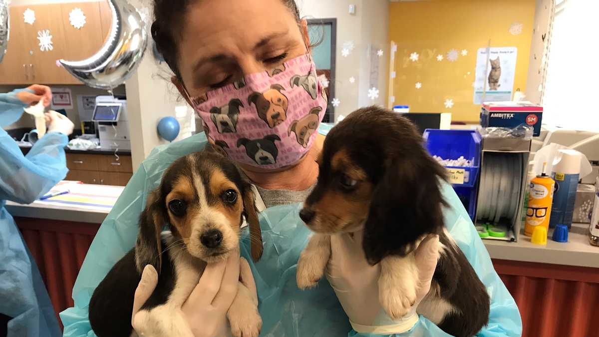 Wayside Waifs takes in 25 new dogs