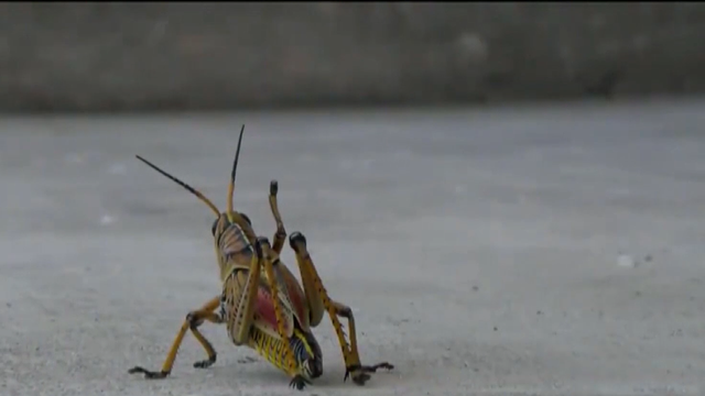 SWFL braces for eastern lubber grasshoppers - Vimarsana News