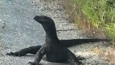 Massachusetts Monitor Lizard Goose Captured, Sent to Sanctuary