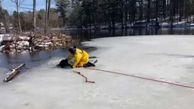 Firefighters rescue dog who fell through thin ice - Vimarsana News