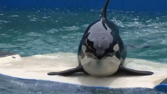 Jim Irsay joins forces with Miami Seaquarium to return Lolita the killer  whale to her home waters