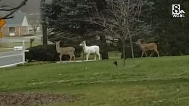 White deer spotted - Vimarsana News