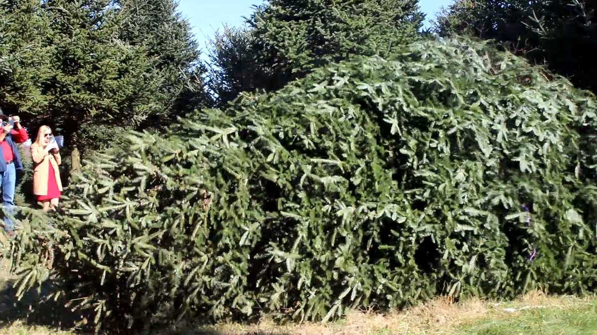 Ashe County North Carolina Christmas tree heading to White House