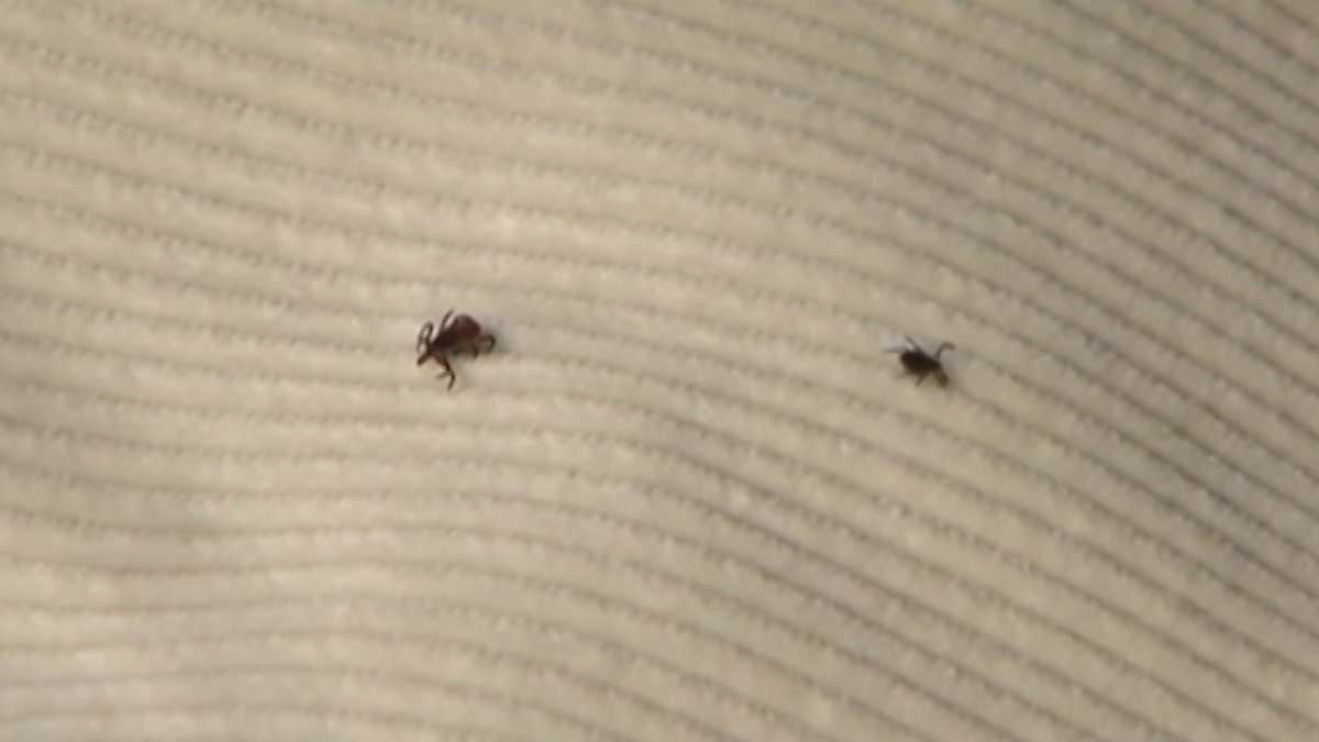 Group hopes to get accurate reading of tick population
