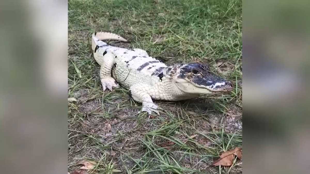 Arsonist stole rare white alligator from trailer, burned 43 others to ...