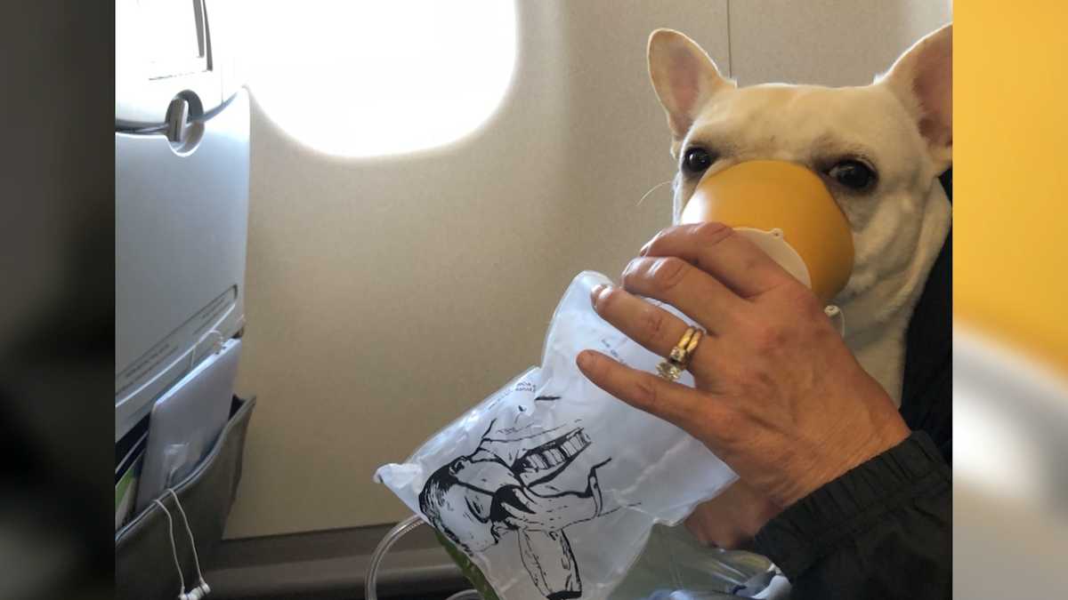 French bulldog saved midflight by JetBlue flight crew