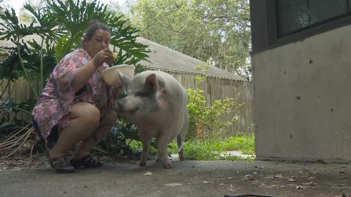 Woman's emotional support pig facing eviction