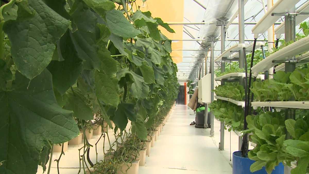 Greenhouse works with NASA with hopes of growing vegetables on Mars