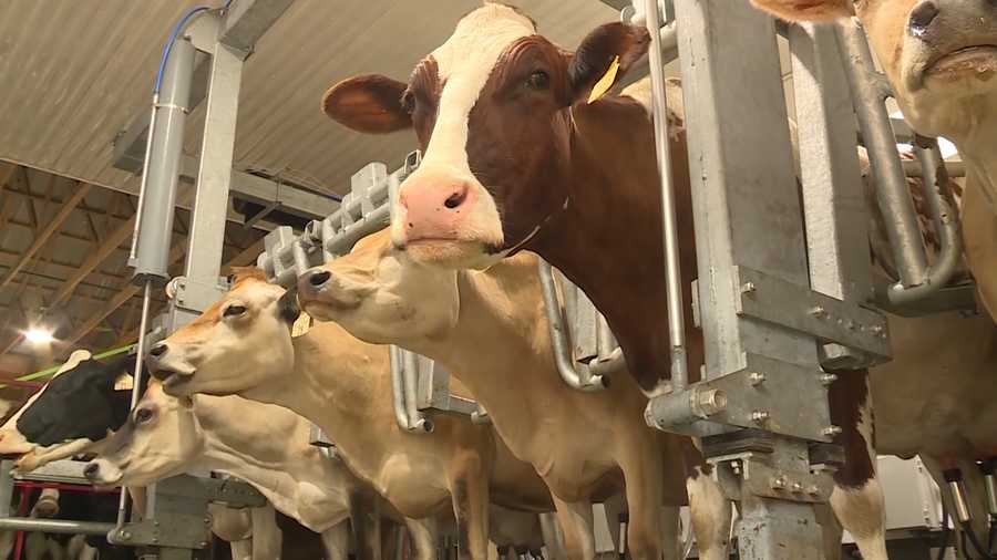 cows dairy farm