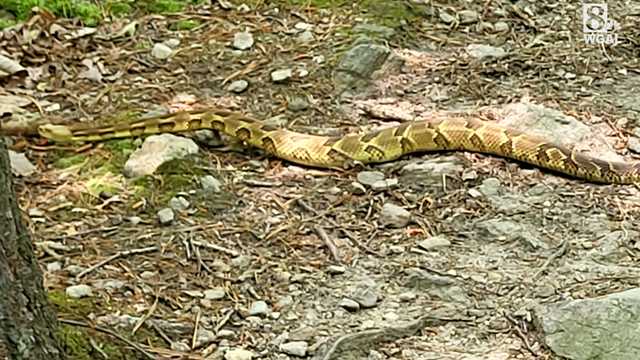 Grandmother captures photos of timber rattlesnake at state park - Vimarsana News