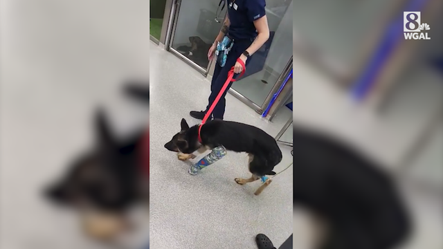 Dog beaten in York doing OK, resting comfortably - Vimarsana News