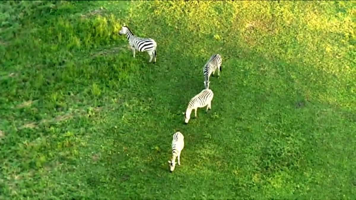 Zebras reportedly on the loose after escaping from Maryland farm