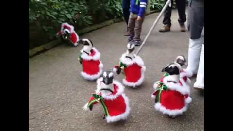 penguins dressed up for christmas Some Penguins Dressed Up In Christmas Outfits